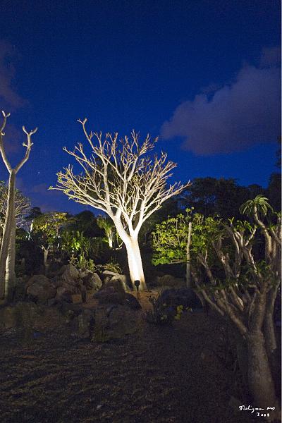 20080424_202648 D3 P.jpg - Open Thursday evenings, several trees and plants are illuminated